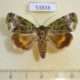 53838p-Noctuidae-Blenina-chlorophila-Vietnam-7
