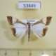 53849p-Crambidae-Agrioglypta-eurytusalis-Vietnam-5