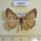 53857p-Geometridae-Psilocerea-scardamyctes-Madagascar-4