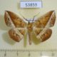 53859p-Geometridae-Psilocerea-sp.-Madagascar-5