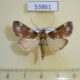 53861p-Crambidae-sp.-Madagascar-6
