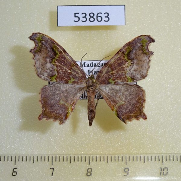 Geometridae Hypocoela infracta f Madagascar
