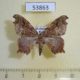 53863p-Geometridae-Hypocoela-infracta-f-Madagascar-7