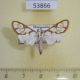 53866p-Crambidae-Cirrhochrista-muelleralis-Madagascar-6