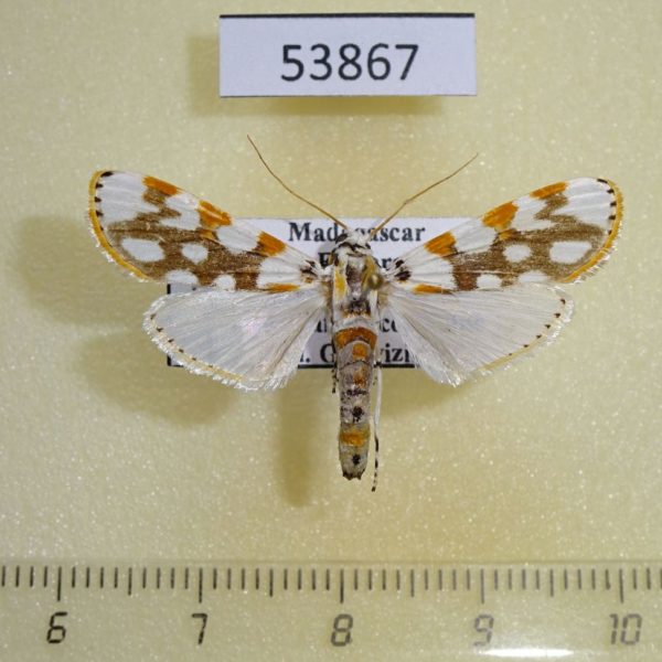 Crambidae Obtusipalpis pardalis Madagascar