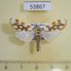 53867p-Crambidae-Obtusipalpis-pardalis-Madagascar-7
