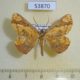 53870p-Geometridae-Melinoessa-catenata-Madagascar-8