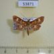 53871p-Crambidae-sp.-Madagascar-6