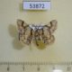 53872p-Geometridae-Colocleora-orthogonalis-Madagascar-7