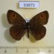 53873p-Satyridae-Yphtima-vinsoni-Madagascar-6
