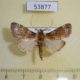 53877p-Crambidae-sp.-Madagascar-5