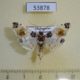 53878p-Crambidae-Analyta-calligrammalis-Madagascar-4