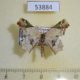 53884p-Geometridae-Leptocolpia-decaryi-Madagascar-7