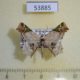 53885p-Geometridae-Leptocolpia-decaryi-Madagascar-7