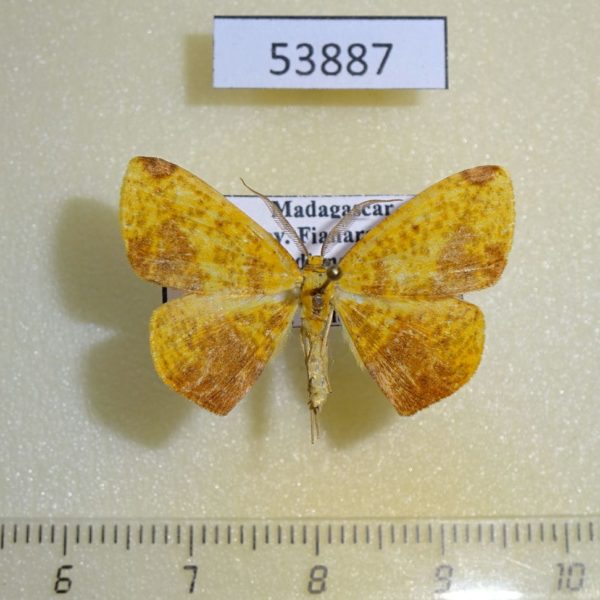 Geometridae Epigynopteryx sipariata Madagascar