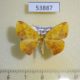 53887p-Geometridae-Epigynopteryx-sipariata-Madagascar-5