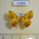 53888p-Geometridae-Epigynopteryx-sipariata-Madagascar-5