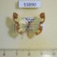 53890p-Geometridae-Zamarada-excavata-Madagascar-8