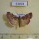53894p-Crambidae-sp.-Madagascar-6