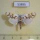 53895p-Crambidae-Obtusipalpis-pardalis-Madagascar-7