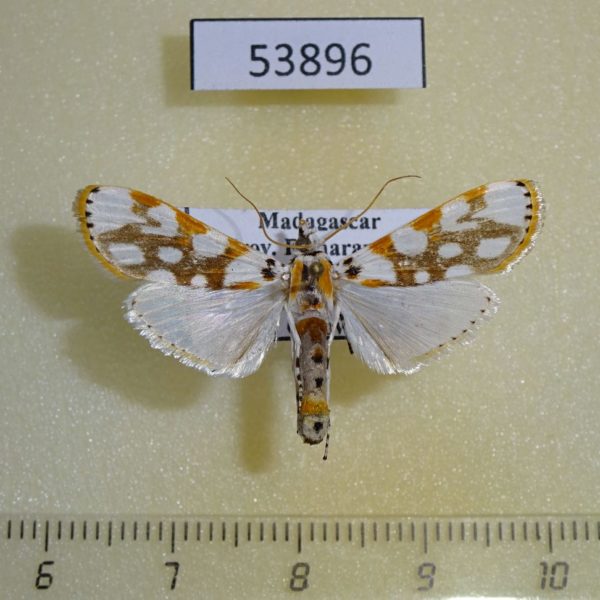 Crambidae Obtusipalpis pardalis Madagascar