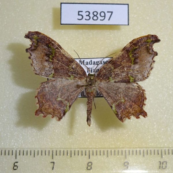 Geometridae Hypocoela infracta Madagascar