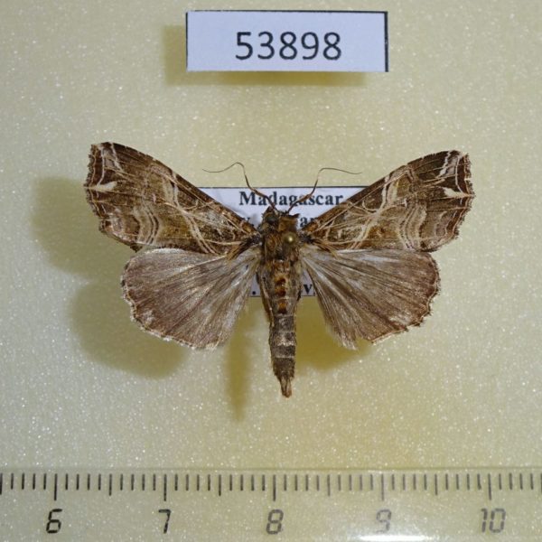 Noctuidae Callopistria maillardi Madagascar