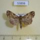 53898p-Noctuidae-Callopistria-maillardi-Madagascar-5