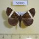 53900p-Noctuidae-Dichromia-vidua-Madagascar-6