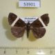 53901p-Noctuidae-Dichromia-vidua-Madagascar-5