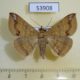 53908p-Noctuidae-Ericeia-inangulata-Madagascar-7