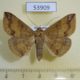 53909p-Noctuidae-Ericeia-inangulata-Madagascar-7