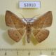 53910p-Geometridae-Psilocerea-monochroma-Madagascar-8
