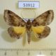 53912p-Noctuidae-Remigiodes-remigina-Madagascar-8
