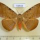 53918p-Noctuidae-Hypopyra-capensis-f-Madagascar-10