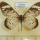 53920p-Nymphalidae-Acraea-encedon-Madagascar-7