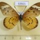 53921p-Nymphalidae-Acraea-encedon-Madagascar-6