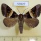53927p-Noctuidae-Avatha-pulcherrima-Vietnam-9