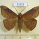 53928p-Noctuidae-Platyja-umminia-Vietnam-8