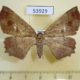 53929p-Geometridae-Xerodes-singularis-f-Vietnam-7