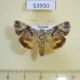 53930p-Noctuidae-Blenina-sp.-lichenosa-Vietnam-9
