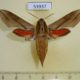 53937p-Sphingidae-Hippotion-sp.-boerhaviae-Vietnam-10