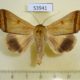 53941p-Noctuidae-Ophiusa-trapezium-Vietnam-8