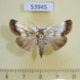 53945p-Noctuidae-Westermannia-triangularis-Vietnam-10