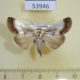 53946p-Noctuidae-Westermannia-triangularis-Vietnam-10