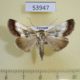 53947p-Noctuidae-Westermannia-triangularis-Vietnam-9