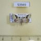 53949p-Noctuidae-sp.-Dominicana-4