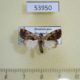 53950p-Noctuidae-Elaphria-agrotina-Dominicana-5