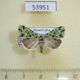 53951p-Noctuidae-Bryolymnia-sp-Dominicana-5