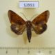 53953p-Noctuidae-Gonodonta-incurva-Dominicana-5